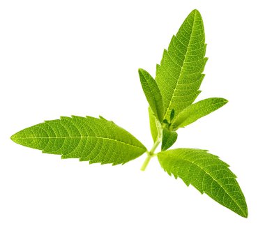 Beyaz arka plan üzerinde taze lippia yaprakları