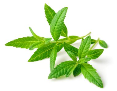 Beyaz arka plan üzerinde taze lippia citriodora