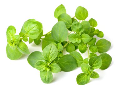 Beyaz arka plan üzerinde izole taze kekik