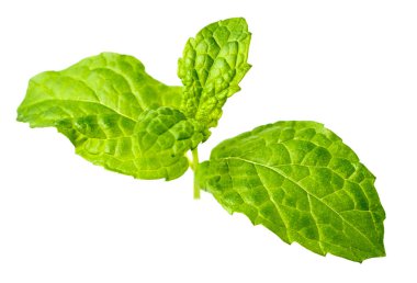 izole üzerinde beyaz arka plan closeup kıvrılmış nane yaprakları