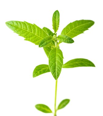 Beyaz arka plan üzerinde taze lippia yaprakları