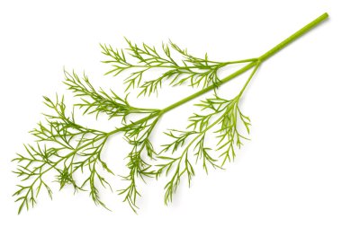 Beyaz arka plan üzerinde izole taze dereotu