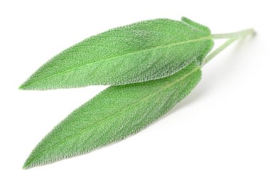 Beyaz arkaplanda taze adaçayı yaprakları izole
