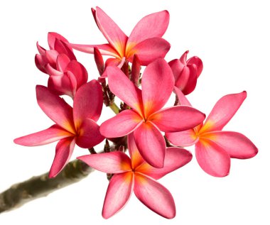 Beyaz arka plan üzerinde izole taze kırmızı frangipani çiçekler