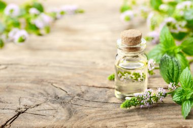 Nane önemli petrol ve ahşap masaya nane çiçek