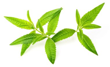 beyaz zemin üzerine yeşil lippia citriodora