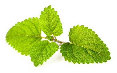 taze melissa officinalis üzerinde beyaz backgrond yaprakları