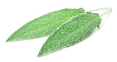 Beyaz arkaplanda taze adaçayı yaprakları izole