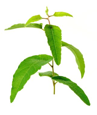 Beyaz arkaplanda taze okaliptüs yaprakları izole