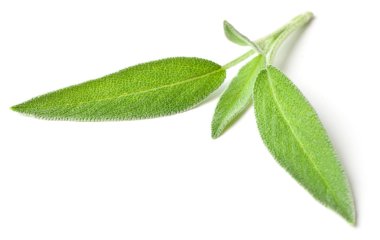 Beyaz arka plan üzerinde izole taze adaçayı