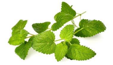 Beyaz arka plan üzerinde taze melissa otlar