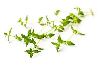 Beyaz arka plan üzerinde izole taze kekik