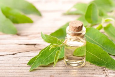 taze okaliptüs ile şişe okaliptüs esans