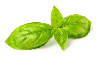 Beyaz arka plan üzerinde taze ot izole taze fesleğen