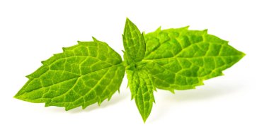 taze speramint izole üzerinde beyaz arka plan bırakır