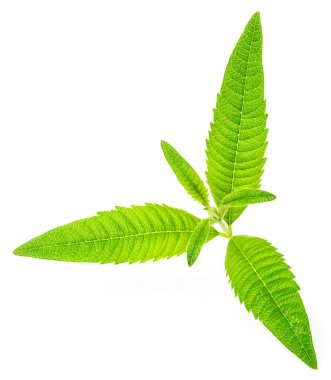 Beyaz arka plan üzerinde taze lippia yaprakları