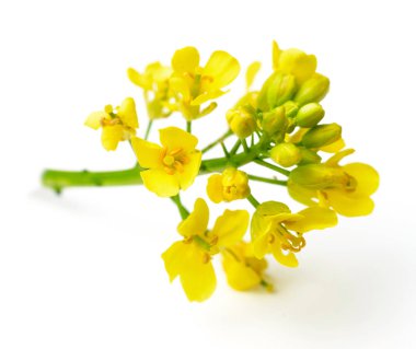 Beyaz arka plan üzerinde izole taze kanola çiçekler