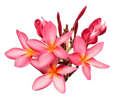 Beyaz arka plan üzerinde izole taze kırmızı frangipani çiçekler