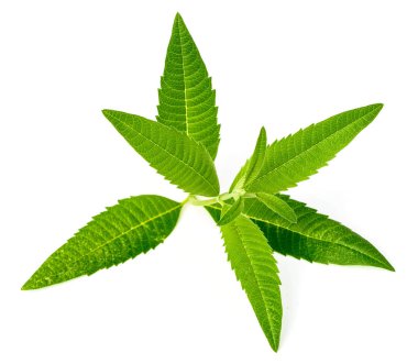 Beyaz arka plan üzerinde taze lippia yaprakları