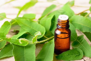 Okaliptüs esans ve taze Okaliptüs yaprakları ahşap tahta üzerinde