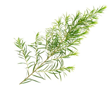 taze çay ağaç izole üzerinde beyaz arka plan yaprak