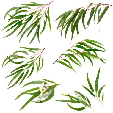 collection of eucalyptus leaves isolated on white clipart