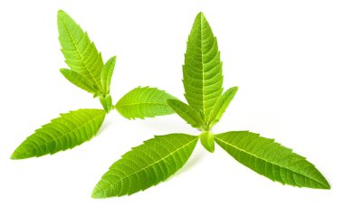 Beyaz arka plan üzerinde taze lippia yaprakları