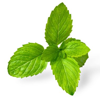 taze ot, beyaz arka plan üzerinde izole nane yaprakları