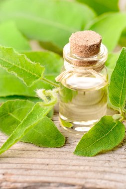 okaliptüs esans ve ahşap masa üzerinde taze okaliptüs