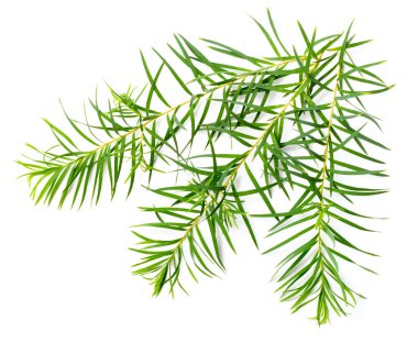 taze çay ağaç izole üzerinde beyaz arka plan yaprak