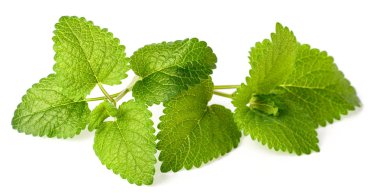 Beyaz arka plan üzerinde taze melissa otlar