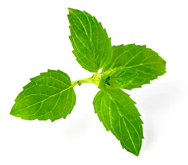 Fresh Herb Green Peppermint Isolated White Background — Stock Photo, Image