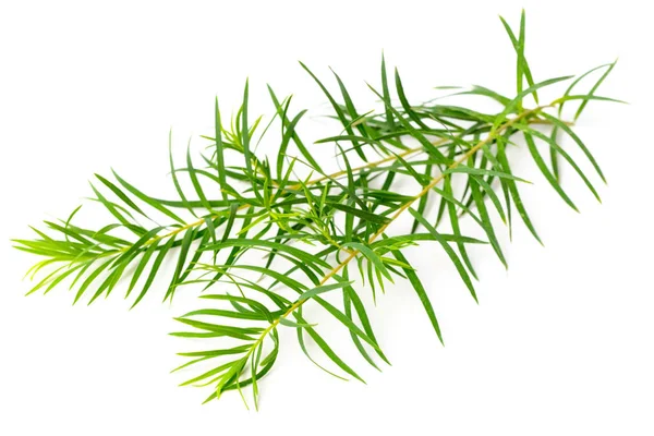 Fresh Tea Tree Leaves Isolated White Background — Stock Photo, Image