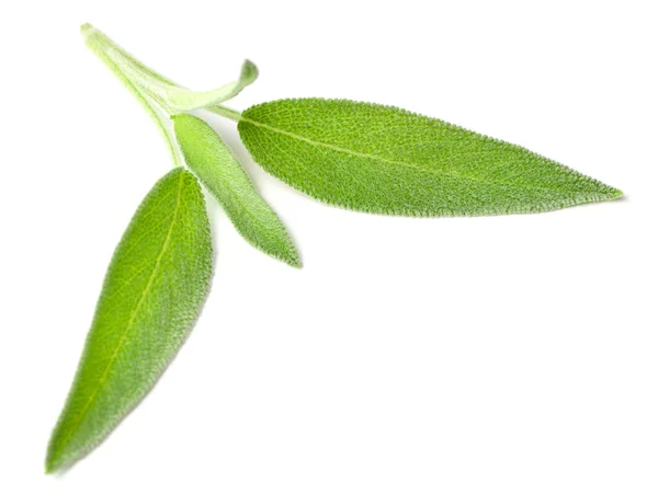 Fresh Sage Isolated White Background — Stock Photo, Image