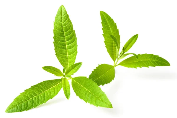 Fresh Lippia Leaves White Background — Stock Photo, Image