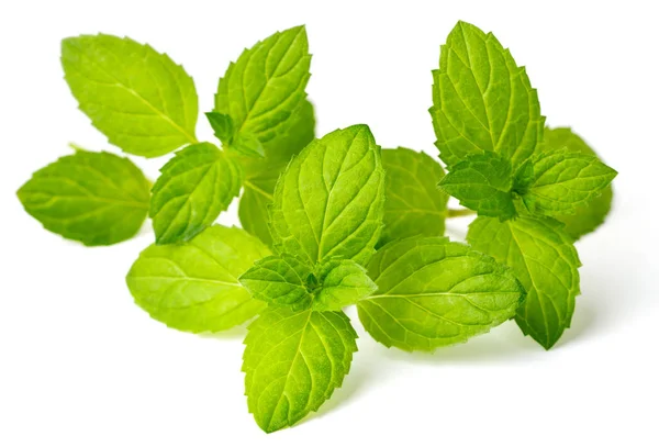 Herbe Fraîche Menthe Poivrée Isolée Sur Fond Blanc — Photo