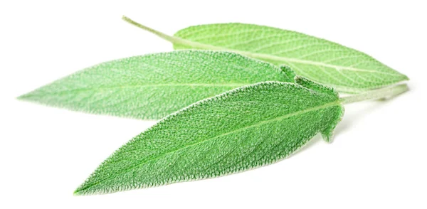 Fresh Sage Leaves Isolated White Background — Stock Photo, Image