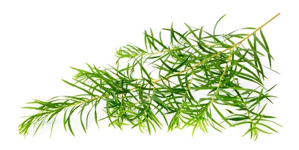 Fresh Tea Tree Leaves Isolated White Background — Stock Photo, Image