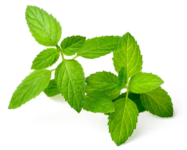 Herbe Fraîche Menthe Poivrée Fraîche Isolée Sur Fond Blanc — Photo