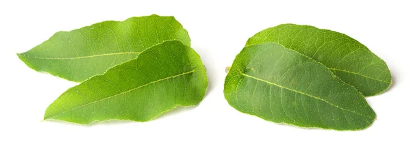 Hojas Frescas Eucalipto Aisladas Sobre Fondo Blanco —  Fotos de Stock