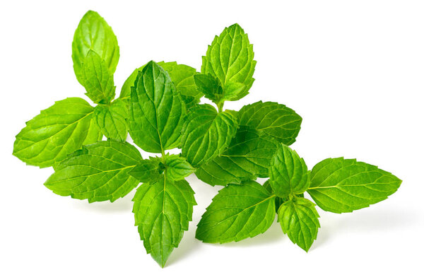 fresh herb, green peppermint isolated on the white background
