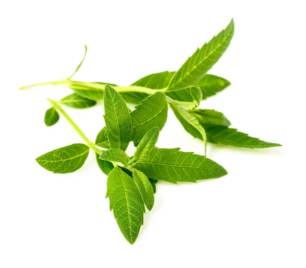 Fresh Lippia Leaves White Background — Stock Photo, Image