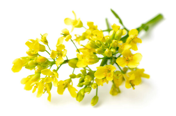 fresh canola flowers isolated on white background