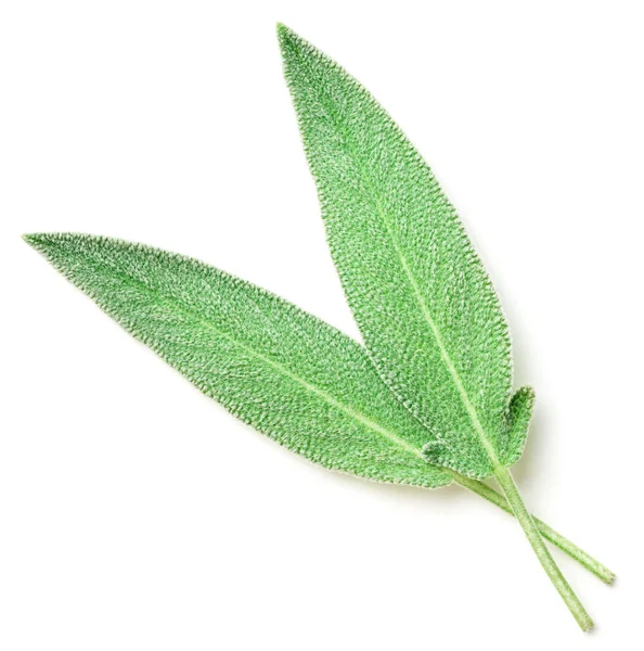 Fresh Sage Leaves Isolated White Background — Stock Photo, Image