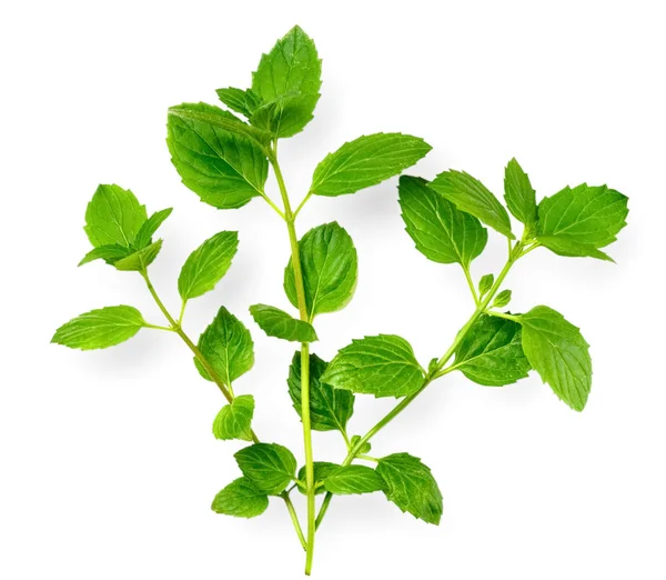 Herbe Fraîche Menthe Poivrée Verte Isolée Sur Fond Blanc — Photo