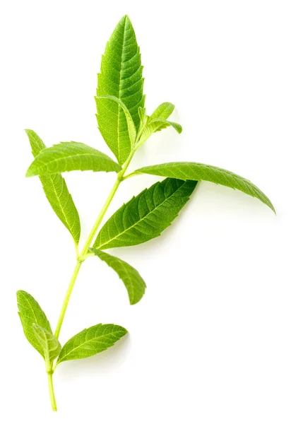 Φύλλα Φρέσκο Lippia Σχετικά Λευκό Φόντο — Φωτογραφία Αρχείου