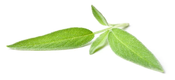 Fresh Sage Isolated White Background — Stock Photo, Image