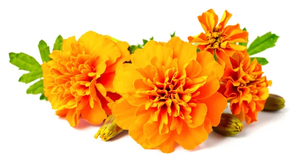 Fleurs Souci Orange Fraîches Isolées Sur Blanc — Photo