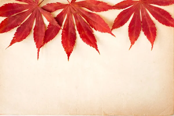 Red Autumn Leaves Mottled Paper Top View — Stock Photo, Image