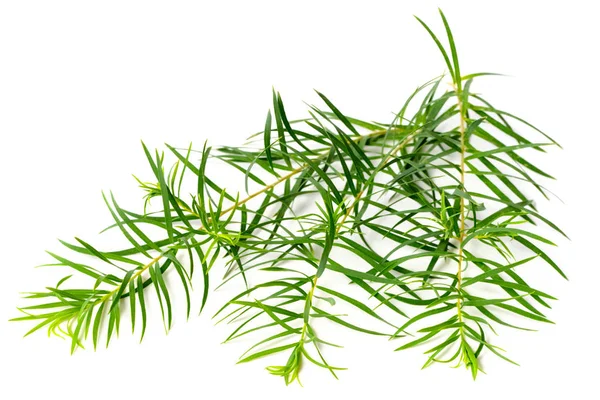 Foglie Fresche Tea Tree Isolate Sfondo Bianco — Foto Stock